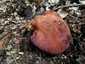 Májgomba (Fistulina hepatica), Zemplén